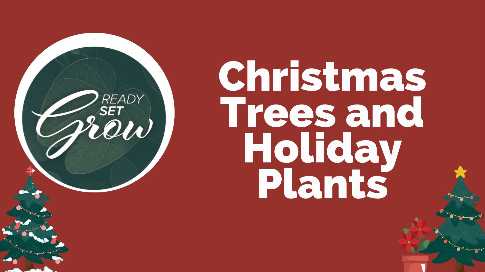 The holidays are here, which means it is time to decorate inside. How to take care of both real and fake trees, plus the perfect indoor plants for the holidays.